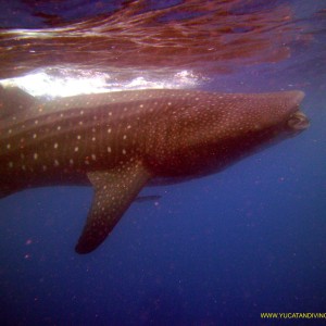 Whale Shark