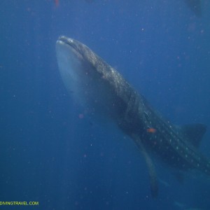 Whale Shark