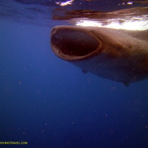 Whale Shark