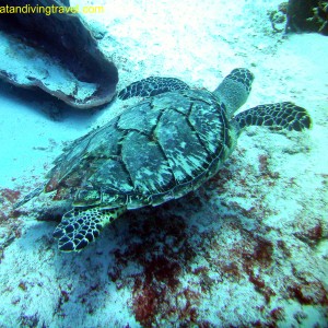 Playa del Carmen