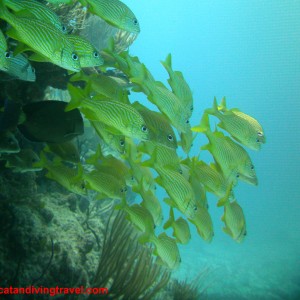 Playa del Carmen