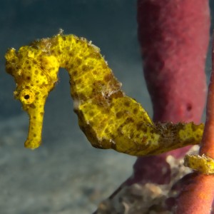 N2theBlue Scuba Diving -- Seahorse lil' Stallion