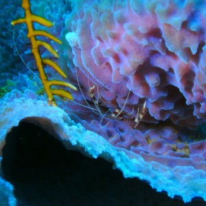 Roatan Shrimp