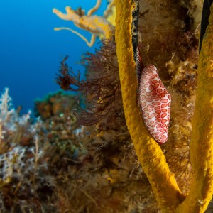 Spotted Cyphoma