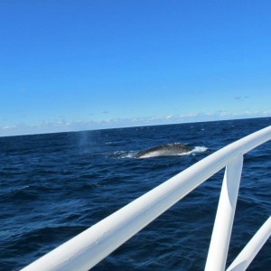 Brisbane diving