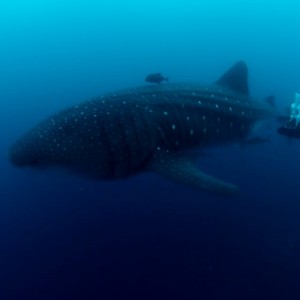 Whale_Shark211