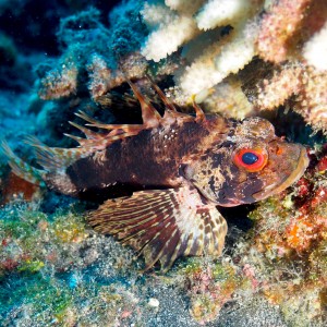 Hawaiian Lionfish