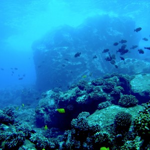 Kona reefscape