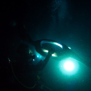 Night Manta Diver