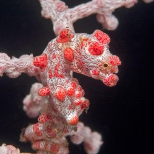Pygmy sea horse