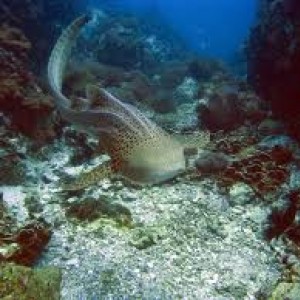 Leopard Shark