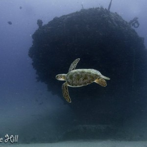 N2theBlue Scuba Diving -- St. Croix, US Virgin Islands -- Airport: STX