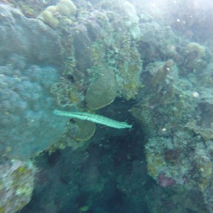 Roatan trumpet fish on the reef