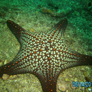 Star fish Galapagos