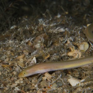 Long_shot_key_worm_eel