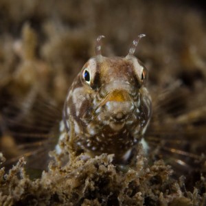 Sailfin_Blenny