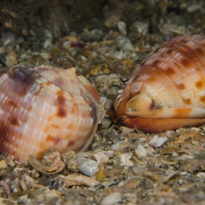 Trailing_juvenile_helmet_conchs