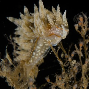 Beautiful Nudi