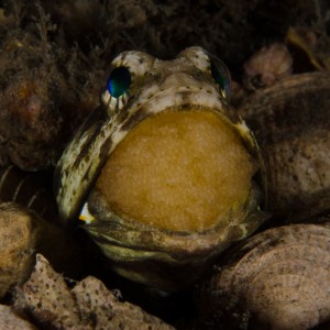 Jawfish with fresh eggs