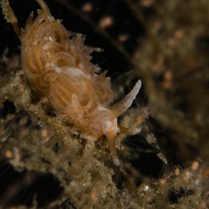 Nudi