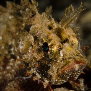 Plumed Scorpionfish