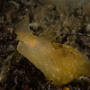 Reaching Sea Hare