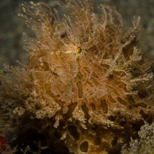 Striated Frogfish