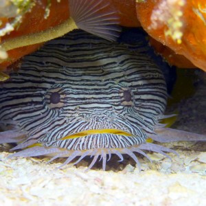 Cozumel Splendid Toadfish