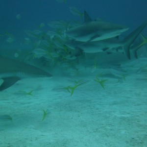 Jim Abernathy Tiger  & Lemon shark trip 5/15
