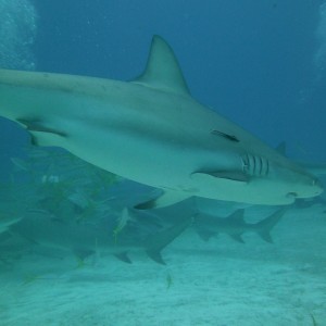 Jim Abernathy Tiger  & Lemon shark trip 5/15