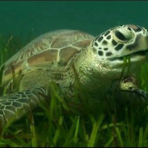 Lunch time in turtle world