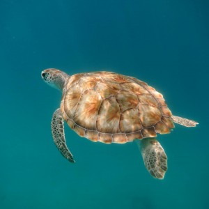 Gorgeous turtle