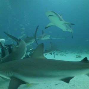 Carribean Reef Sharks