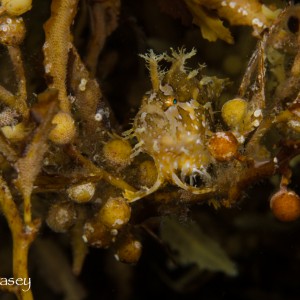 Sargassum Star