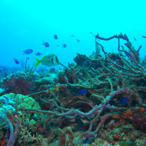 A Cozumel reefscape