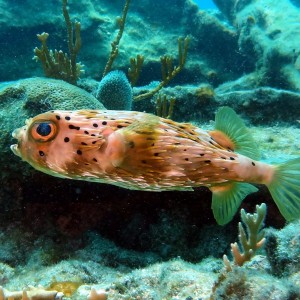 Burrfish Key Largo 15