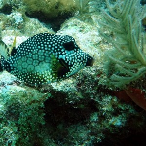 Honeycomb Trunkfish Key Largo 15