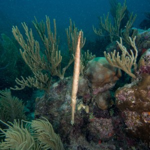 Akumal MX Trumpetfish
