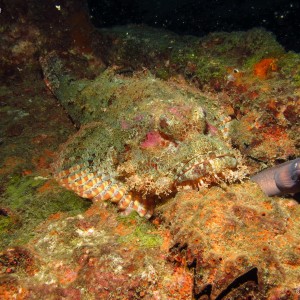 Poss's scorpionfish & little friend