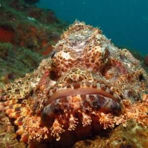 Poss's scorpionfish