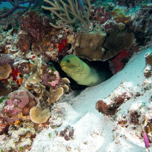 Cozumel Nov 2015 Green Moray eel