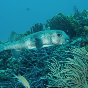 Cozumel Nov 2015 Porcupinefish