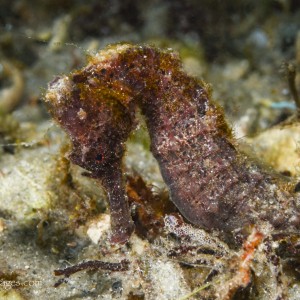 Red_Seahorse2