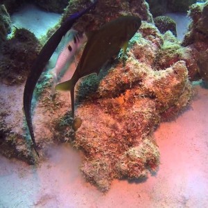 Bonaire * Buddies * Scuba Diving