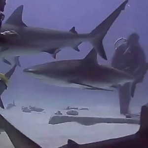 Shark Dive * Grand Bahama * UNEXSO