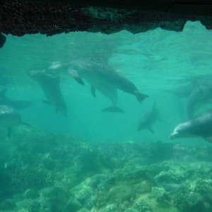 Dolphins - SeaWorld