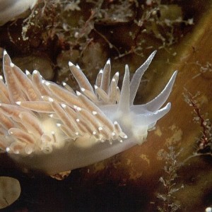 Flabellina salmonacea - Salmon Gilled Nudibranch