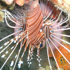 Nudibranch & Lion Fish Stand-Off