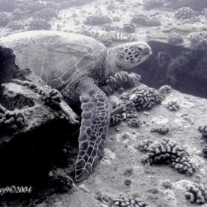 San Pedro Turtle