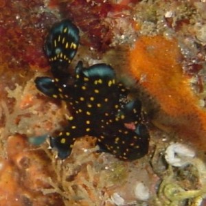 Frog fish